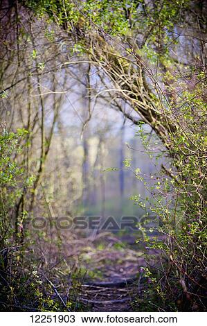 Tree branches grow over a trail in a forest; Chilliwack, British Columbia, Canada View Large Photo Image Stock Image - Tree branches grow over a trail in a forest; Chilliwack, British Columbia, Canada. Fotosearch