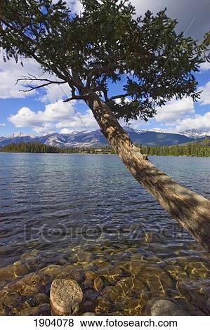 Tree By Lake Beauvert, Jasper Park Lodge, Jasper National Park, Alberta, Canada View Large Photo Image Stock Photo - Tree By Lake Beauvert, Jasper Park Lodge, Jasper National Park, Alberta, Canada. Fotosearch