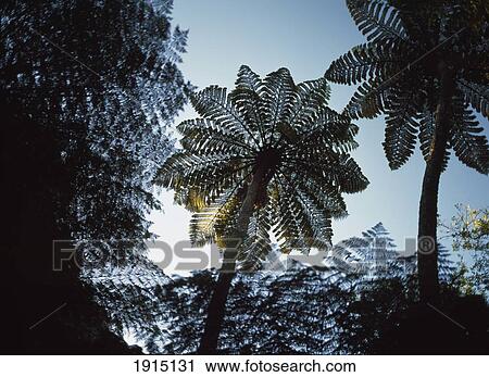 Tree Ferns View Large Photo Image Stock Image - Tree Ferns. Fotosearch