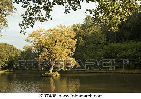 Stock Photo - Tree Growing In A Lake; Venlo Holland. Fotosearch