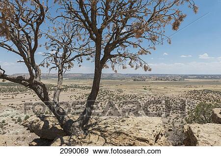 Tree Growing On Landscape At New Mexico, Usa View Large Photo Image Stock Photo - Tree Growing On Landscape At New Mexico, Usa. Fotosearch