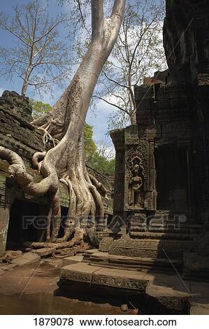 Tree Growing Over Ta Prohm Temple View Large Photo Image Stock Photo - Tree Growing Over Ta Prohm Temple. Fotosearch
