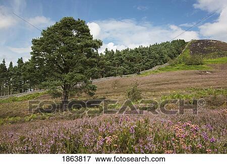 Tree In A Meadow View Large Photo Image Stock Photo - Tree In A Meadow. Fotosearch