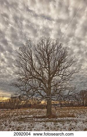 Picture - Tree In A Rural Field After A Snowstorm; Ontario Canada. Fotosearch