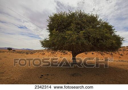 Tree In Desert; Namibia View Large Photo Image Picture - Tree In Desert; Namibia. Fotosearch