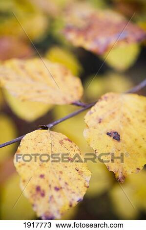 Tree Leaves In Autumn Colours View Large Photo Image Stock Image - Tree Leaves In Autumn Colours. Fotosearch