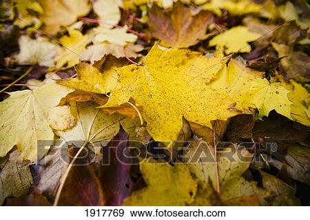 Tree Leaves In Autumn Colours View Large Photo Image Stock Photo - Tree Leaves In Autumn Colours. Fotosearch