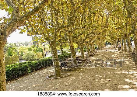 Tree Lined Avenue In Urban Park View Large Photo Image Picture - Tree Lined Avenue In Urban Park. Fotosearch
