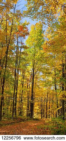 Tree lined dirt road in autumn; Shefford, Quebec, Canada View Large Photo Image Stock Photograph - Tree lined dirt road in autumn; Shefford, Quebec, Canada. Fotosearch