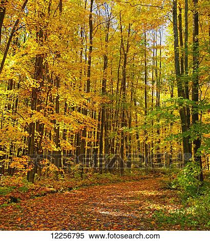 Tree lined dirt road in autumn; Shefford, Quebec, Canada View Large Photo Image Stock Photography - Tree lined dirt road in autumn; Shefford, Quebec, Canada. Fotosearch