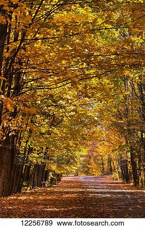 Stock Photo - Tree lined dirt road in autumn; Warden, Quebec, Canada. Fotosearch