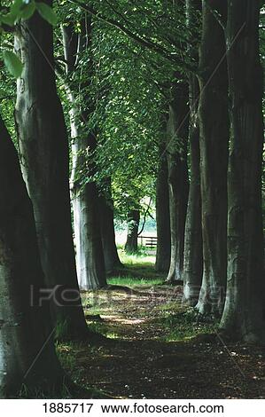 Tree Lined Path In Apeldoorn View Large Photo Image Stock Photo - Tree Lined Path In Apeldoorn. Fotosearch