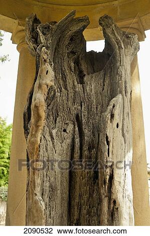 Tree Of Guernica Beside Casa De Juntas, House Of The Historical Archive Of The Basque Country, Gernika-Lumo, Basque Country, Spain View Large Photo Image Stock Image - Tree Of Guernica Beside Casa De Juntas, House Of The Historical Archive Of The Basque Country, Gernika-Lumo, Basque Country, Spain. Fotosearch