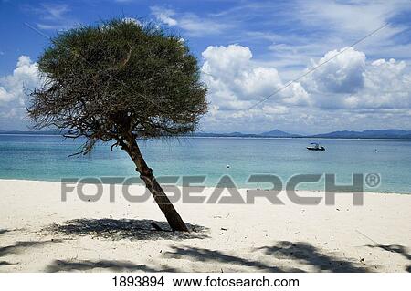 Tree On Beach On Kapas Island View Large Photo Image Picture - Tree On Beach On Kapas Island. Fotosearch