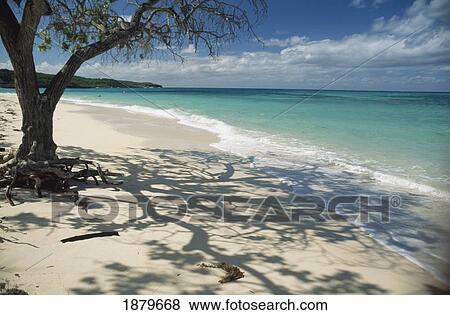 Tree On Beach View Large Photo Image Stock Photo - Tree On Beach. Fotosearch