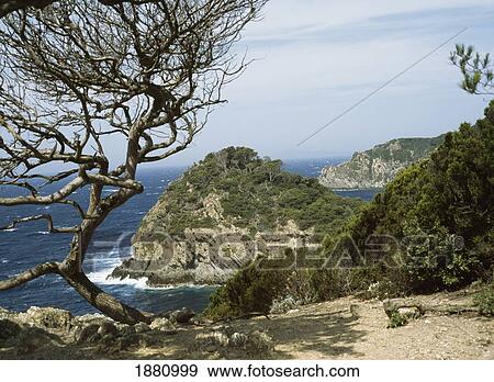 Tree On Cliff Overlooking Sea View Large Photo Image Stock Photo - Tree On Cliff Overlooking Sea. Fotosearch