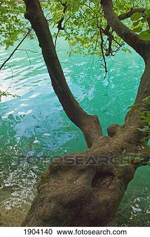 Tree Over River In Plitvice Lakes National Park, Croatia View Large Photo Image Stock Image - Tree Over River In Plitvice Lakes National Park, Croatia. Fotosearch