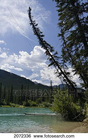 Tree Overhanging Bow River, Banff National Park, Alberta, Canada View Large Photo Image Stock Photograph - Tree Overhanging Bow River, Banff National Park, Alberta, Canada. Fotosearch