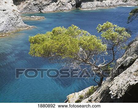 Stock Image - Tree Overhanging Sea. Fotosearch