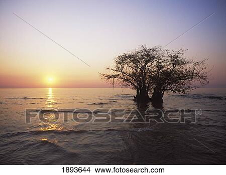 Picture - Tree Partially Submerged In Lake Malawi, Sunset. Fotosearch