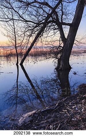 Tree Partially Submerged In Water; Ile Saint-Bernard Quebec Canada View Large Photo Image Stock Photo - Tree Partially Submerged In Water; Ile Saint-Bernard Quebec Canada. Fotosearch