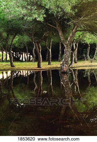 Stock Image - Tree Reflections In Pond. Fotosearch
