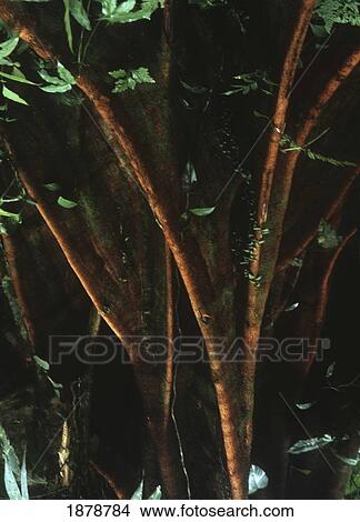 Tree Roots View Large Photo Image Picture - Tree Roots. Fotosearch