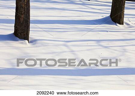 Stock Image - Tree Shadows On Snow At Parc Montmorency; Quebec City Quebec Canada. Fotosearch