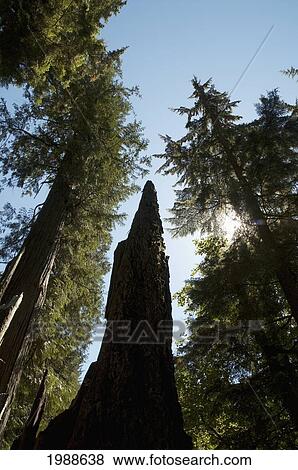 Stock Photo - Tree, Shannon Falls Provincial Park, British Columbia, Canada. Fotosearch
