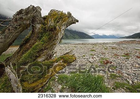 Stock Photo - Tree Stump By The Lynn Inlet Near Haines; Alaska Usa. Fotosearch