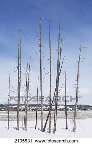 Stock Image - Tree Trunks In Snow With Blue Sky In Yellowstone National Park; Wyoming United States Of America. Fotosearch