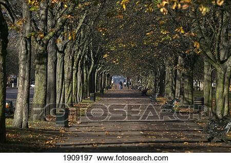 Stock Photo - Treelined Path In Greenwich Park, London, Uk. Fotosearch
