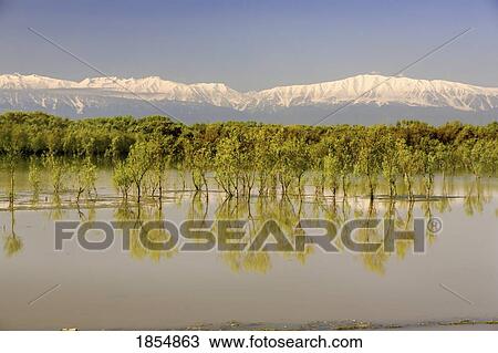 Stock Image - Trees Along Shoreline With Mountains In The Background. Fotosearch