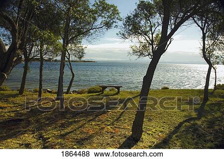 Trees Along The Water's Edge View Large Photo Image Stock Photo - Trees Along The Water's Edge. Fotosearch