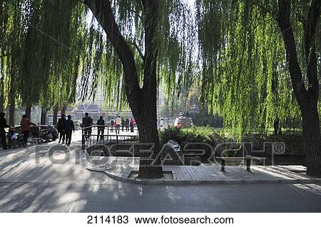 Trees And Benches In An Urban Park With Pedestrians On The Walkway; Beijing China View Large Photo Image Stock Image - Trees And Benches In An Urban Park With Pedestrians On The Walkway; Beijing China. Fotosearch