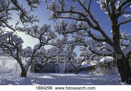 Stock Photograph - Trees Covered In Snow In A Yard. Fotosearch