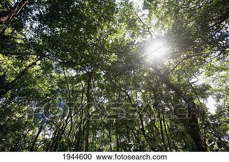 Stock Image - Trees, Iguazu Falls National Park, Misiones, Argentina. Fotosearch