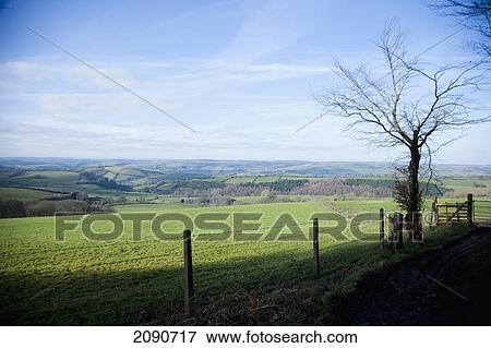 Stock Photo - Trees In A Woodland, Overlooking Bampton Downs, Fields, Hills And Valleys In Mid Devon, South West, Uk. Fotosearch