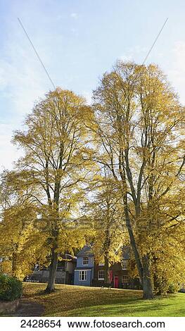 Trees in autumn colours; Winchester, Hampshire, England View Large Photo Image Picture - Trees in autumn colours; Winchester, Hampshire, England. Fotosearch