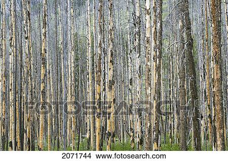 Trees In Banff, Alberta View Large Photo Image Picture - Trees In Banff, Alberta. Fotosearch