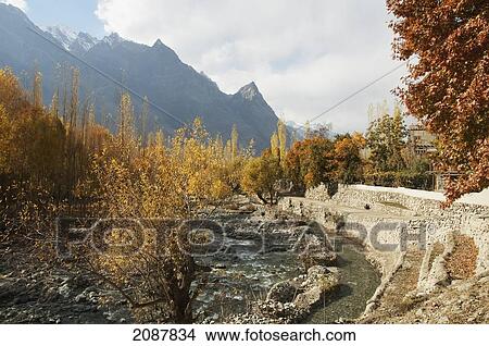 Trees In Fall Colors By The Bauma Lungma Stream, Shigar, Northern Areas, Pakistan View Large Photo Image Picture - Trees In Fall Colors By The Bauma Lungma Stream, Shigar, Northern Areas, Pakistan. Fotosearch