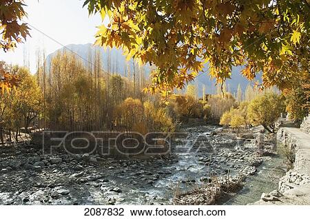 Stock Image - Trees In Fall Colors By The Bauma Lungma Stream, Shigar, Northern Areas, Pakistan. Fotosearch