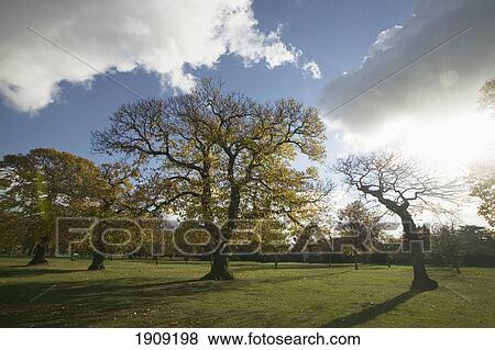 Trees In Greenwich Park, London, Uk View Large Photo Image Stock Photo - Trees In Greenwich Park, London, Uk. Fotosearch