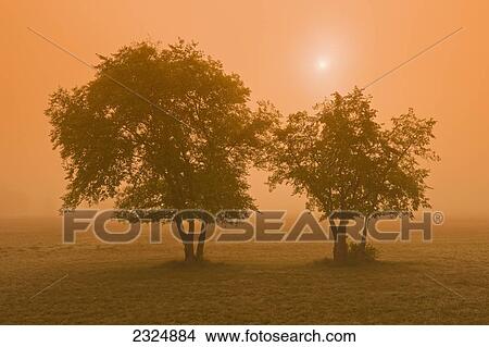 Picture - Trees in morning fog at Birds Hill Provincial Park; Manitoba, Canada. Fotosearch