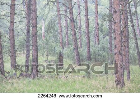 Stock Photo - Trees in the fog along a highway in the black hills of south dakota; south dakota usa. Fotosearch