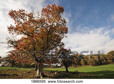 Trees, Northumberland, England View Large Photo Image Stock Photography - Trees, Northumberland, England. Fotosearch