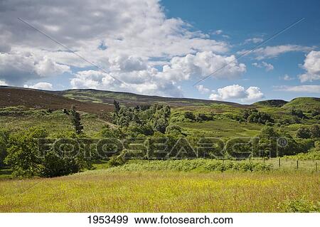 Stock Photo - Trees On A Hilly Landscape; Northumberland England. Fotosearch