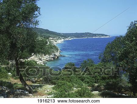 Stock Image - Trees On The East Coast. Fotosearch