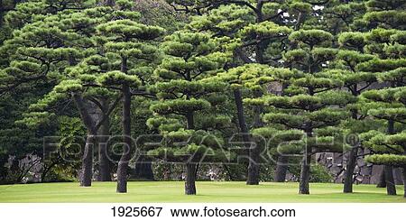 Trees On The Grounds Of The Imperial Palace; Tokyo, Japan View Large Photo Image Stock Photo - Trees On The Grounds Of The Imperial Palace; Tokyo, Japan. Fotosearch