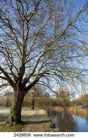 Stock Photograph - Trees on the Itchen River navigation canal on a misty morning on the water meadows; Winchester, Hampshire, England. Fotosearch